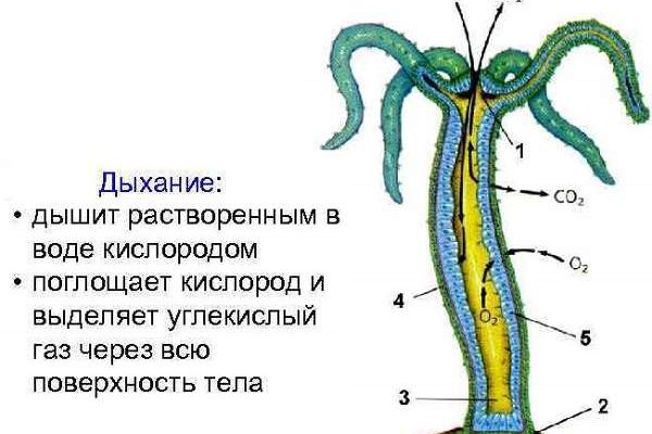 Kraken ссылка зеркало официальный